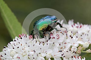 The flower chafer Protaetia lugubris