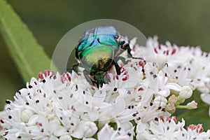 The flower chafer Protaetia lugubris