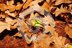 Flower Chafer Scarab Beetle