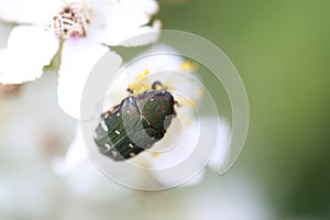 A flower chafer on the wild rose