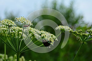 Flower chafers eating nectar of white flower. Scarabaeidae family