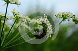 Flower chafers eating nectar of white flower. Scarabaeidae family