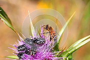 Flower chafers and honey bee collect nectar on flowering plant of Syrian Thistle. Macro shoot in nature