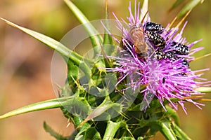 Flower chafers and honey bee collect nectar on flowering plant of Syrian Thistle. Macro shoot in nature