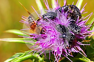 Flower chafers and honey bee collect nectar on flowering plant of Syrian Thistle. Macro shoot in nature