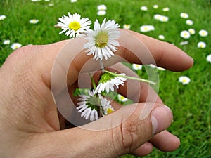 Flower chain of daisies