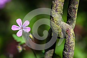 Flower and chain