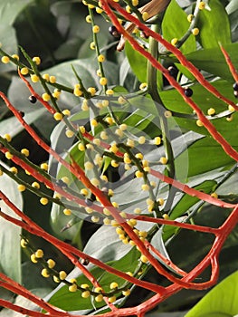 Flower of a Chamaedorea Tepejilote