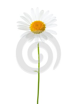 Flower of Chamomile Ox-Eye Daisy  isolated on white background