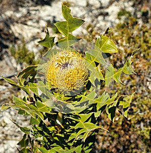 Flower and the characteristic leaves of banksia grandis (giant banksia)