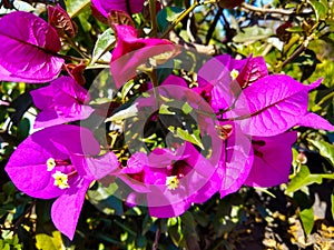 Lilac flower growing on a tree