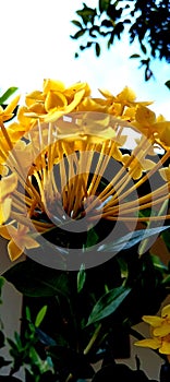 Flower charm color unique