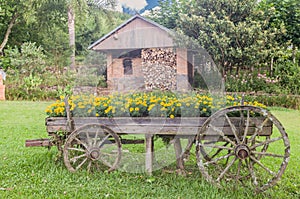 Flower Charriot Bento Goncalves Brazil photo