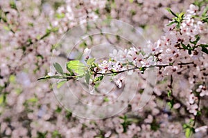 Flower cherry close-up