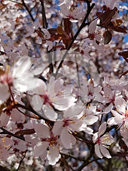 Flower cherry flo photo
