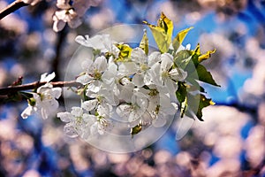 Flower Cherry Plant On a Spring Day