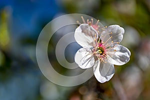 White cherrytree floret, yellow stamens photo