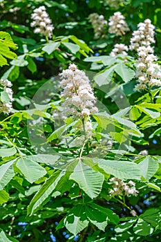 Flower of chestnuts tree.