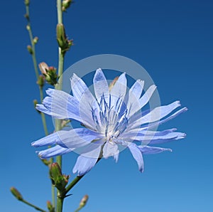 Flower of chicory ordinary. Against blue sky.