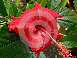 Flower China Rose a species of Tropical Hibiscus Scientific Name Hibiscus Rosa Sinensis