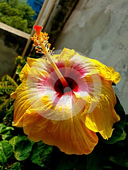 Flower china rose yellow Ã°Å¸ââº