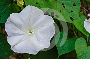 Moonflower or Ipomoea alba is botanical name is Blooming in Natural Garden. photo
