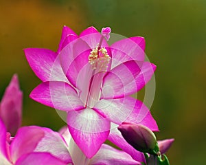 Flower Christmas Cactus. Schlumbergera truncate purple