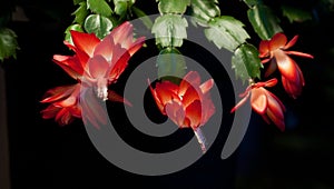 Flower Christmas Cactus. Schlumbergera truncate red