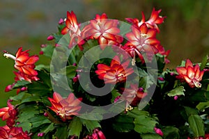 Flower Christmas Cactus. Schlumbergera truncate red