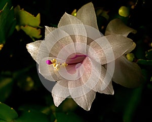Flower Christmas Cactus. Schlumbergera truncate white