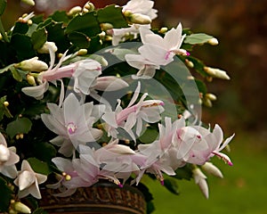 Flower Christmas Cactus. Schlumbergera truncatel white