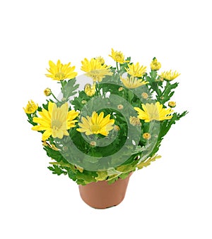 Flower of a chrysanthemum