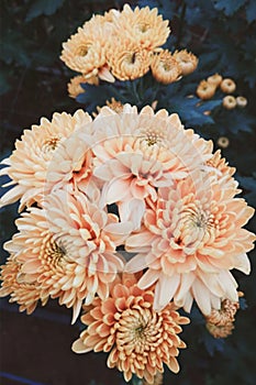 Flower chrysanthemum 2 white