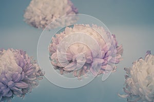 Flower of chrysanthemum floating photo