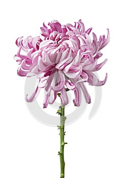 Flower Chrysanthemum grandiflorum `Vienna pink` isolated on white background.