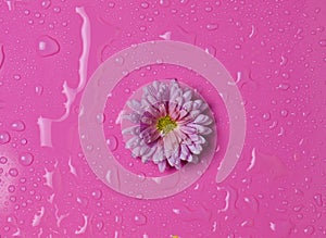 A flower of chrysanthemum with pink petals in drops of water on a pink background.