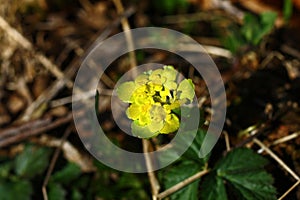 Flower Chrysosplenium alternifolium