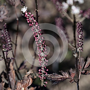 Flower Cimicifuga simplex