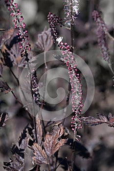 Flower Cimicifuga simplex close-up