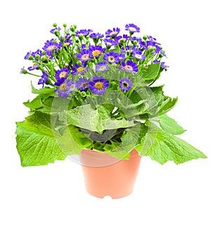 Flower cineraria in pot isolated on white
