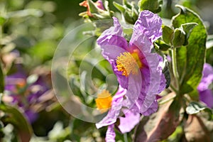 Flower of the Cistus albidus plant photo