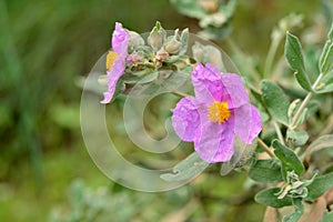 Flower of the Cistus albidus plant photo