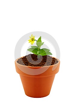 Flower in clay pot