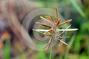 Flower of  cleavers, clivers, bedstraw, goosegrass, catchweed, stickyweed, sticky bob, stickybud, stickybac