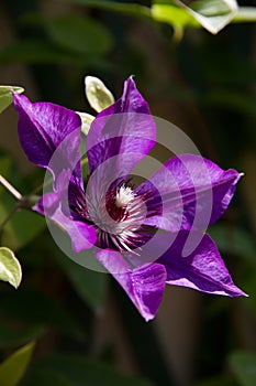 Flower of clematis photo