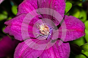 Flower Clematis lanuginosa Growing In Summer Close Up