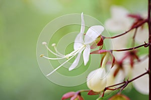 The flower of Clerodendrum wallichi Merr