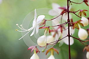 The flower of Clerodendrum wallichi Merr