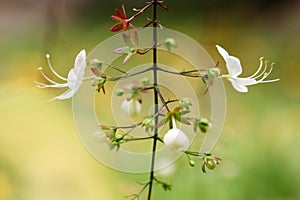 The flower of Clerodendrum wallichi Merr