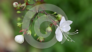 The flower of Clerodendrum wallichi Merr